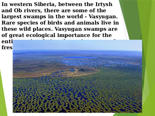 In western Siberia, between the Irtysh and Ob rivers, there are some of the largest swamps in the world - Vasyugan. Rare species of birds and animals live in these wild places. Vasyugan swamps are of great ecological importance for the entire region, being the main source of fresh water.   