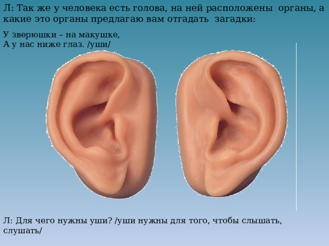 Л: Так же у человека есть голова, на ней расположены органы, а какие это органы предлагаю вам отгадать загадки:   У зверюшки – на макушке,  А у нас ниже глаз. /уши/ Л: Для чего нужны уши? /уши нужны для того, чтобы слышать, слушать/   