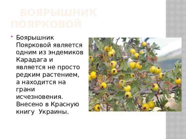  Боярышник Поярковой Боярышник Поярковой является одним из эндемиков Карадага и является не просто редким растением, а находится на грани исчезновения. Внесено в Красную книгу Украины. 
