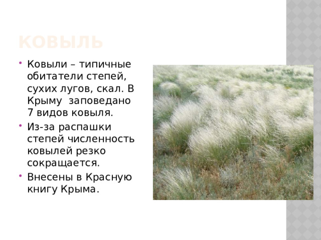 Ковыль Ковыли – типичные обитатели степей, сухих лугов, скал. В Крыму заповедано 7 видов ковыля. Из-за распашки степей численность ковылей резко сокращается. Внесены в Красную книгу Крыма. 