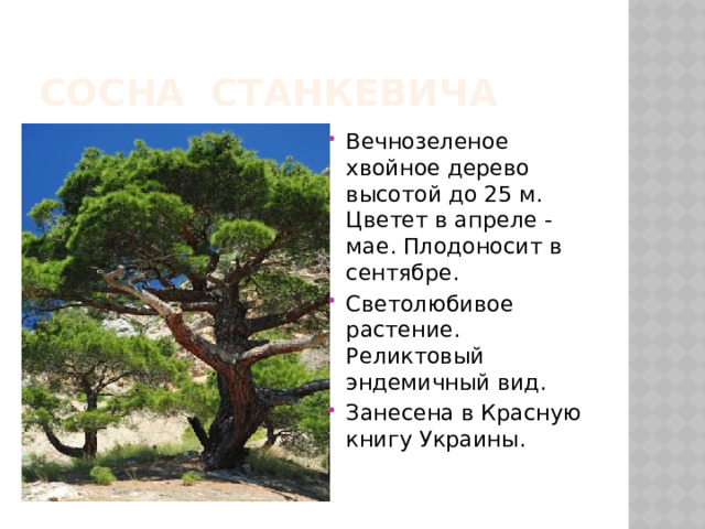 Сосна Станкевича Вечнозеленое хвойное дерево высотой до 25 м. Цветет в апреле - мае. Плодоносит в сентябре. Светолюбивое растение. Реликтовый эндемичный вид. Занесена в Красную книгу Украины. 