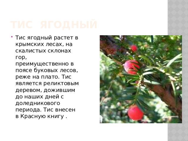 Тис ягодный Тис ягодный растет в крымских лесах, на скалистых склонах гор, преимущественно в поясе буковых лесов, реже на плато. Тис является реликтовым деревом, дожившим до наших дней с доледникового периода. Тис внесен в Красную книгу . 