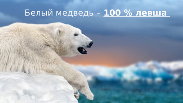 Белый медведь – 100 % левша 