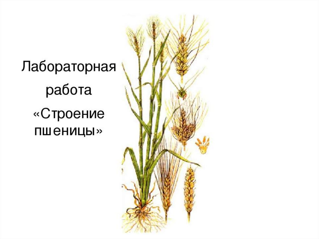 Корневые колоски. Строение пшеницы. Пшеница строение растения. Строение злаковых растений. Строение пшеницы рисунок.