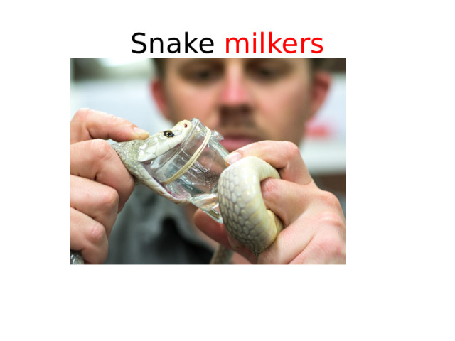Snake milkers 
