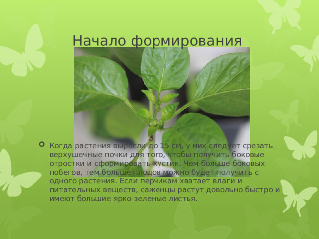 Начало формирования Когда растения выросли до 15 см, у них следует срезать верхушечные почки для того, чтобы получить боковые отростки и сформировать кустик. Чем больше боковых побегов, тем больше плодов можно будет получить с одного растения. Если перчикам хватает влаги и питательных веществ, саженцы растут довольно быстро и имеют большие ярко-зеленые листья. 