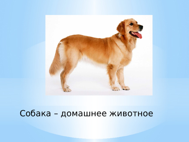 Собака – домашнее животное 