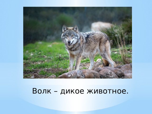 Волк – дикое животное. 