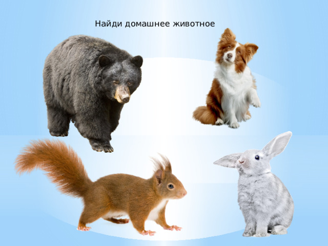 Найди домашнее животное 