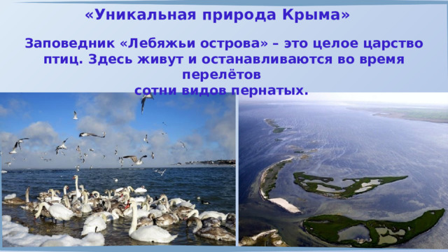 «Уникальная природа Крыма» Заповедник «Лебяжьи острова» – это целое царство птиц. Здесь живут и останавливаются во время перелётов сотни видов пернатых. 