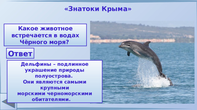 «Знатоки Крыма» Какое животное встречается в водах Чёрного моря? Ответ Дельфины – подлинное украшение природы полуострова. Они являются самыми крупными морскими черноморскими обитателями. 
