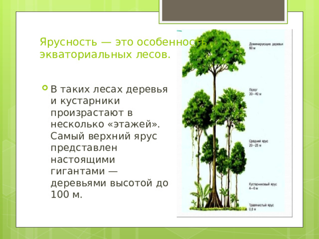 Ярусность — это особенность экваториальных лесов. В таких лесах деревья и кустарники произрастают в несколько «этажей». Самый верхний ярус представлен настоящими гигантами — деревьями высотой до 100 м. 