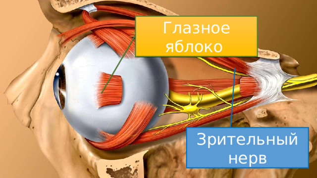 Глазное яблоко Зрительный нерв 