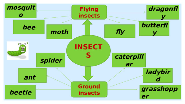 mosquito Flying insects dragonfly bee butterfly fly moth INSECTS caterpillar spider ladybird ant Ground insects beetle grasshopper 