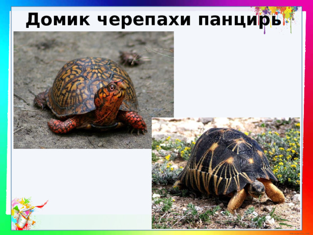 Домик черепахи панцирь 