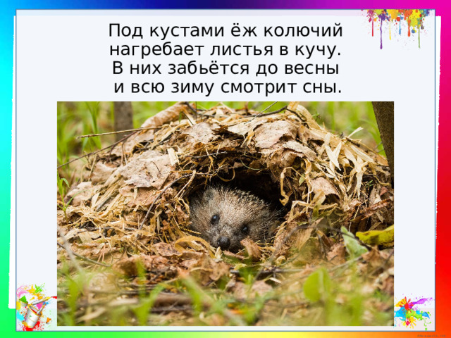 Под кустами ёж колючий  нагребает листья в кучу.  В них забьётся до весны  и всю зиму смотрит сны. 
