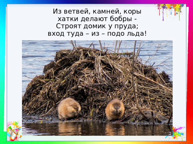 Из ветвей, камней, коры  хатки делают бобры -  Строят домик у пруда;  вход туда – из – подо льда!   