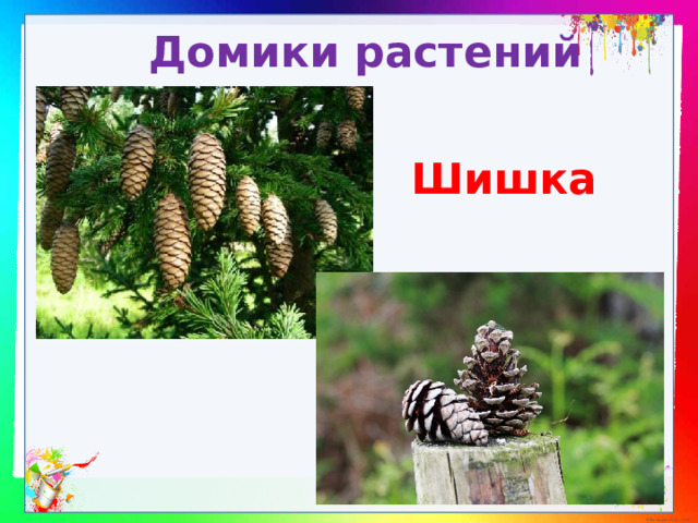 Домики растений Шишка 