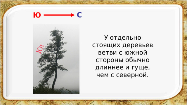 С Ю  У отдельно стоящих деревьев ветви с южной стороны обычно длиннее и гуще, чем с северной. 