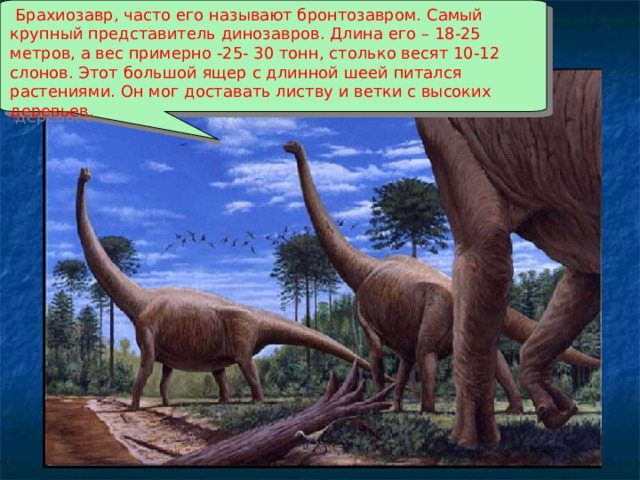  Брахиозавр, часто его называют бронтозавром. Самый крупный представитель динозавров. Длина его – 18-25 метров, а вес примерно -25- 30 тонн, столько весят 10-12 слонов. Этот большой ящер с длинной шеей питался растениями. Он мог доставать листву и ветки с высоких деревьев. 