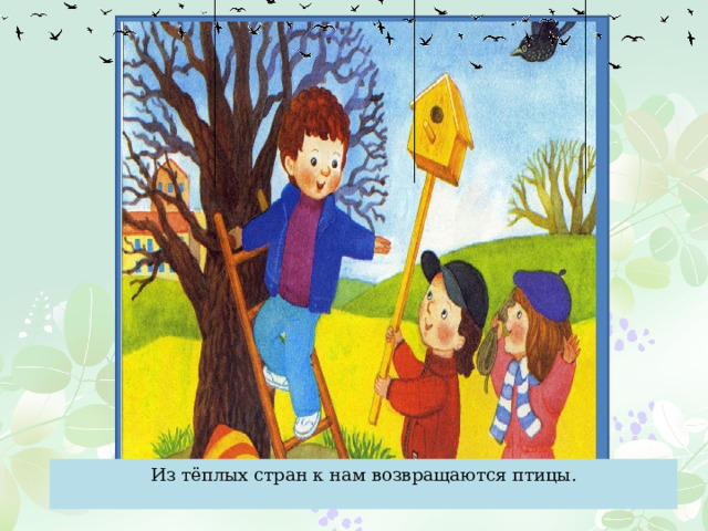 Из тёплых стран к нам возвращаются птицы. 