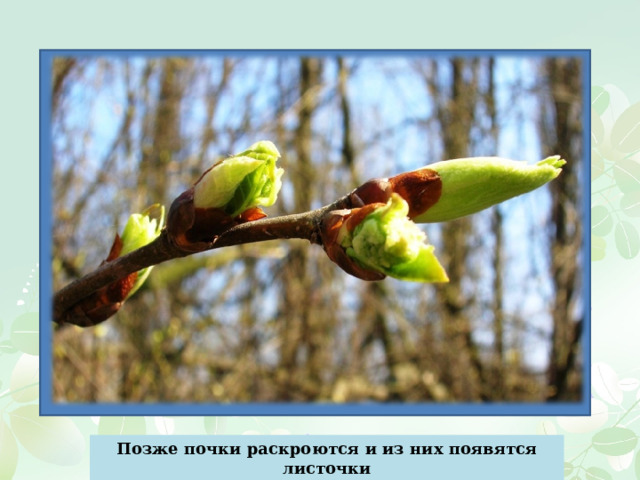 Позже почки раскроются и из них появятся листочки 