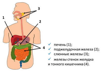 Какой тканью образованы железы расположенные в коже и стенках органов пищеварения человека