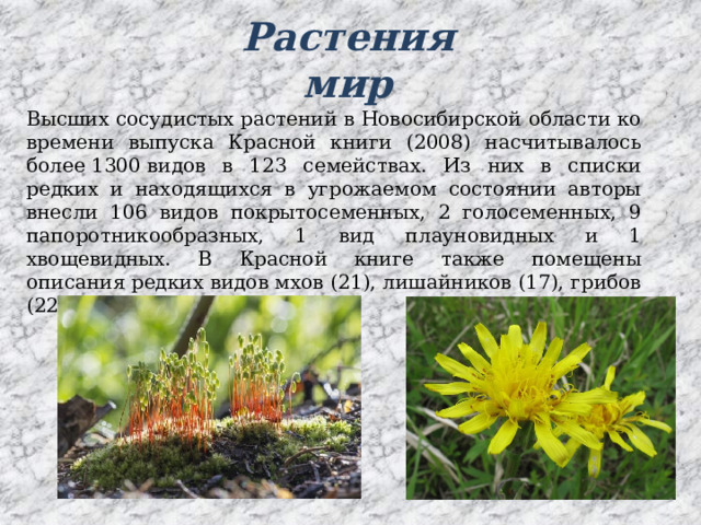 Растения мир Высших сосудистых растений в Новосибирской области ко времени выпуска Красной книги (2008) насчитывалось более 1300 видов в 123 семействах. Из них в списки редких и находящихся в угрожаемом состоянии авторы внесли 106 видов покрытосеменных, 2 голосеменных, 9 папоротникообразных, 1 вид плауновидных и 1 хвощевидных. В Красной книге также помещены описания редких видов мхов (21), лишайников (17), грибов (22).  