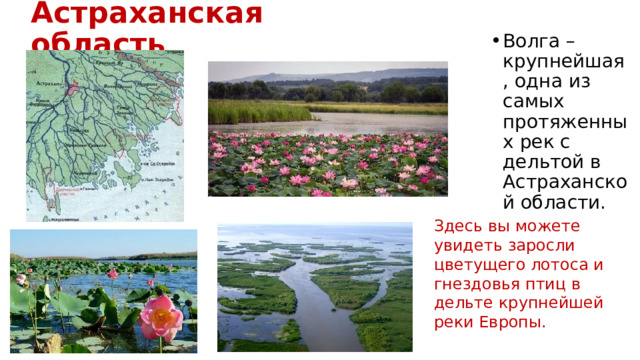 Астраханская область Волга – крупнейшая, одна из самых протяженных рек с дельтой в Астраханской области. Здесь вы можете увидеть заросли цветущего лотоса и гнездовья птиц в дельте крупнейшей реки Европы.  