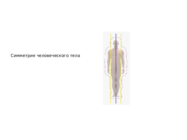 Симметрия человеческого тела 