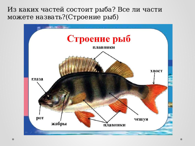 Из каких частей состоит рыба? Все ли части можете назвать?(Строение рыб) 