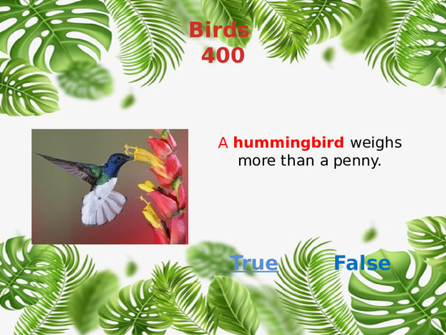 Birds  400 A  hummingbird   weighs more than a penny. True False 