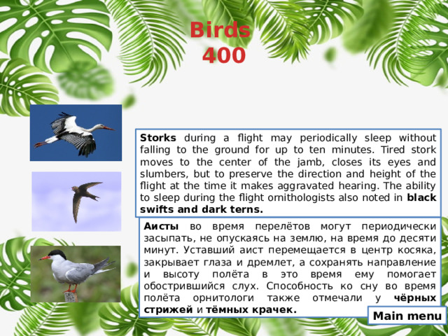 Birds  400 Storks during a flight may periodically sleep without falling to the ground for up to ten minutes. Tired stork moves to the center of the jamb, closes its eyes and slumbers, but to preserve the direction and height of the flight at the time it makes aggravated hearing. The ability to sleep during the flight ornithologists also noted in black swifts and dark terns. Аисты во время перелётов могут периодически засыпать, не опускаясь на землю, на время до десяти минут. Уставший аист перемещается в центр косяка, закрывает глаза и дремлет, а сохранять направление и высоту полёта в это время ему помогает обострившийся слух. Способность ко сну во время полёта орнитологи также отмечали у чёрных стрижей и тёмных крачек. Main menu 