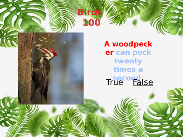 Birds  100 A woodpecker  can peck twenty times a second. True False 