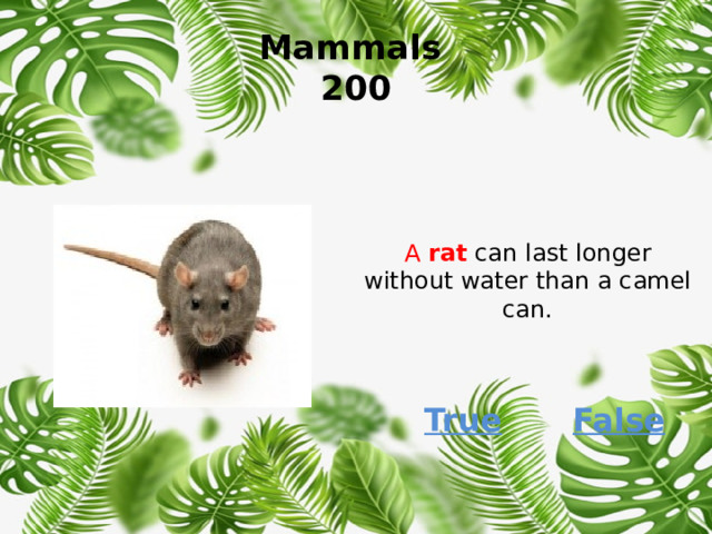 Mammals  200 A  rat  can last longer without water than a camel can. True False 
