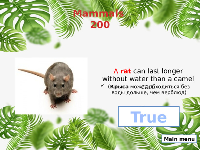 Mammals  200 A  rat  can last longer without water than a camel can. ( Крыса  может обходиться без воды дольше, чем верблюд) True Main menu 