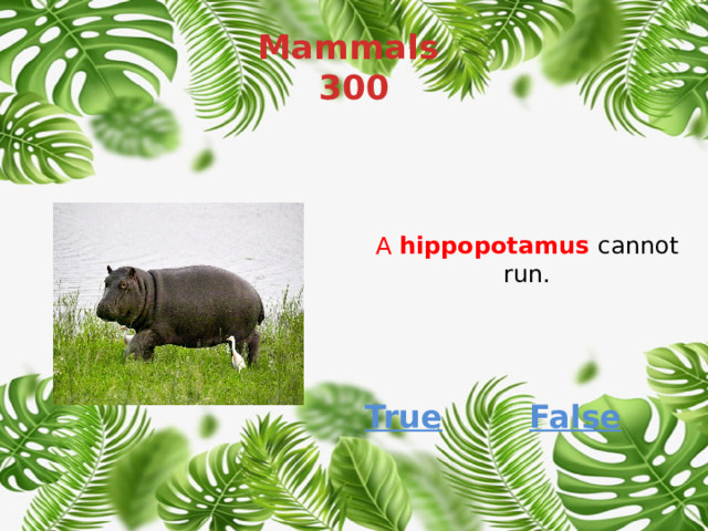Mammals  300 A  hippopotamus   cannot run. True False 