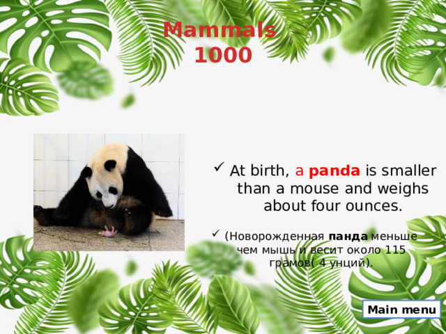 Mammals  1000 At birth, a  panda  is smaller than a mouse and weighs about four ounces. (Новорожденная  панда  меньше чем мышь и весит около 115 грамов( 4 унций). Main menu 