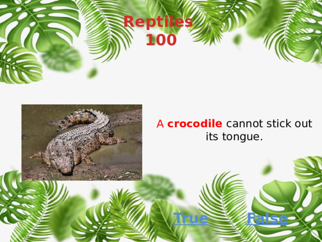 Reptiles  100 A  crocodile   cannot stick out its tongue. False True 