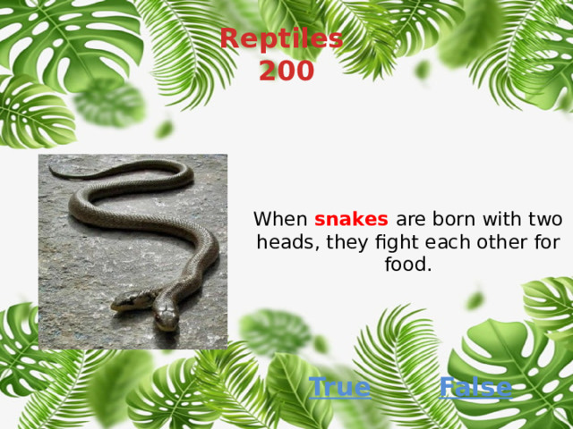 Reptiles  200 When  snakes   are born with two heads, they fight each other for food. False True 