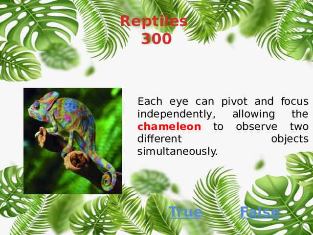 Reptiles  300 Each eye can pivot and focus independently, allowing the chameleon to observe two different objects simultaneously.  False True 