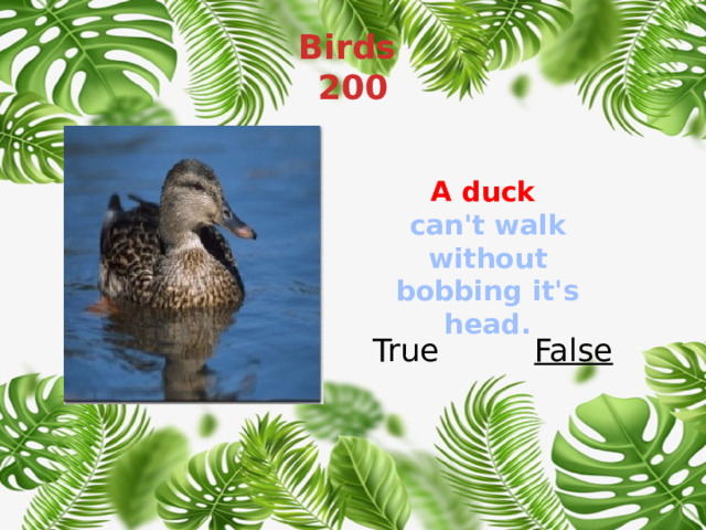 Birds  200 A duck  can't walk without bobbing it's head. True False 