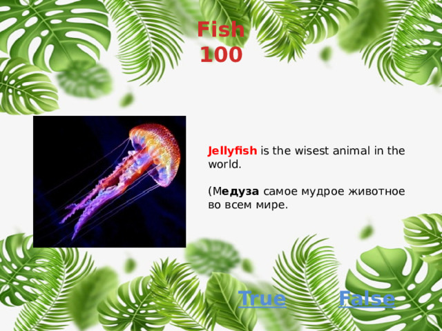 Fish  100 Jellyfish  is the wisest animal in the world. (М едуза самое мудрое животное во всем мире. False True 