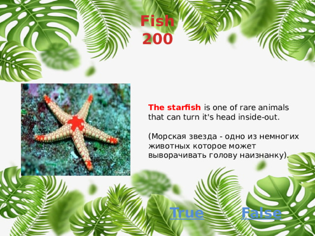 Fish  200 The starfish is one of rare animals that can turn it's head inside-out. (Морская звезда - одно из немногих животных которое может выворачивать голову наизнанку). False True 
