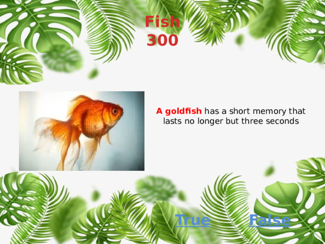 Fish  300 A goldfish has a short memory that lasts no longer but three seconds False True 