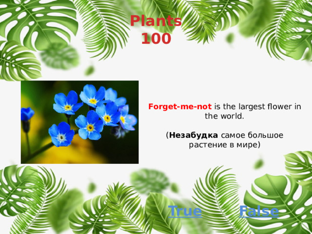 Plants  100 Forget-me-not is the largest flower in the world. ( Незабудка самое большое растение в мире) False True 