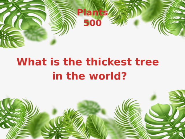 Plants  500 What is the thickest tree in the world? 
