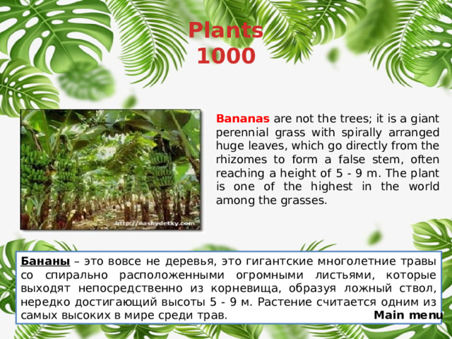 Plants  1000 Bananas are not the trees; it is a giant perennial grass with spirally arranged huge leaves, which go directly from the rhizomes to form a false stem, often reaching a height of 5 - 9 m. The plant is one of the highest in the world among the grasses. Бананы  – это вовсе не деревья, это гигантские многолетние травы со спирально расположенными огромными листьями, которые выходят непосредственно из корневища, образуя ложный ствол, нередко достигающий высоты 5 - 9 м. Растение считается одним из самых высоких в мире среди трав. Main menu 