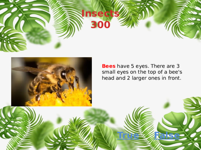 Insects  300 Bees  have 5 eyes. There are 3 small eyes on the top of a bee's head and 2 larger ones in front. True False 