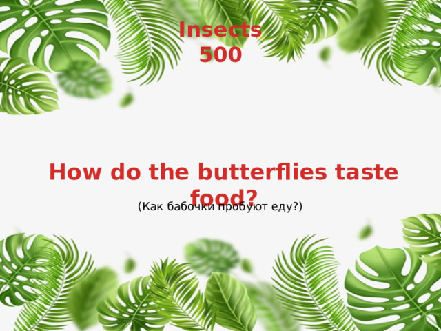 Insects  500 How do the butterflies taste food? (Как бабочки пробуют еду?) 